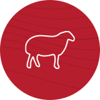 AGNEAU