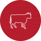 BOEUF
